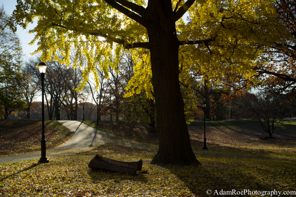 A late autumn stroll through Prospect Park
